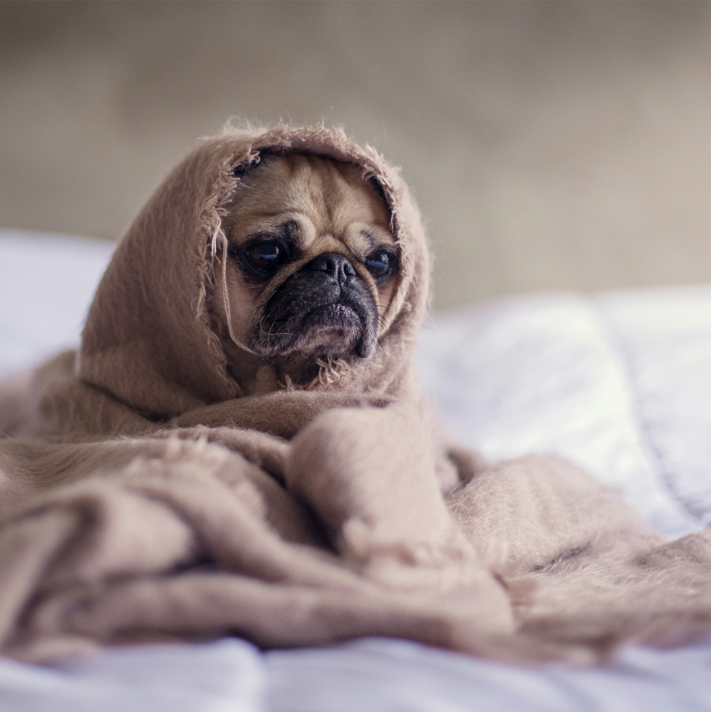 Un petit chien, enveloppé dans une couverture beige et dont seul le visage est visible, est assis sur un lit blanc et regarde devant lui, incarnant la quintessence de la gestion du stress.