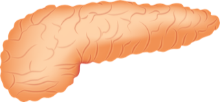 Illustration d'un pancréas humain, mettant en valeur sa forme allongée irrégulière et sa texture lobulaire caractéristique, soulignant l'importance de prendre soin de son pancréas pour la santé globale.